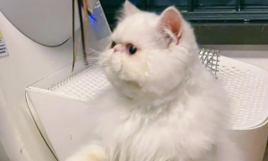 加菲猫的耳朵有白色的东西