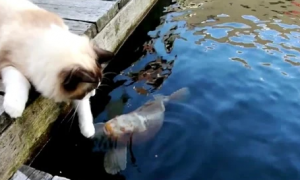 鱼池被猫抓怎么办