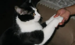 小猫为什么喜欢伸爪子
