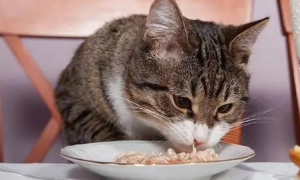 猫咪吃的突然少了为什么不吃了