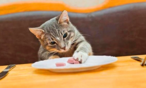 为什么猫喜欢玩吃的东西