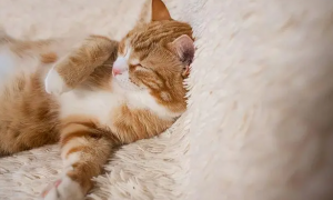 猫咪为什么不喜欢自己睡觉