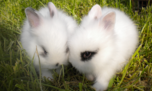 宠物兔子有哪些品种图片大全