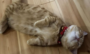为什么冬天猫咪睡在地板上呢