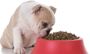 怎么判断狗粮是否有毒