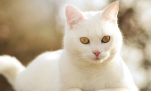 白猫招鬼是真的吗