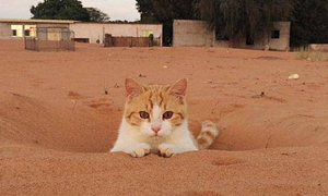 为什么猫咪喜欢去玩沙漠呢