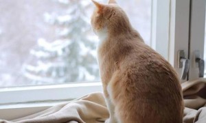 猫咪为什么会撞窗户呢