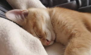 猫咪睡觉脚抖正常吗