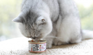 猫咪为什么不吃鳕鱼肠罐头