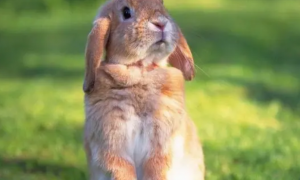 兔子能日吗