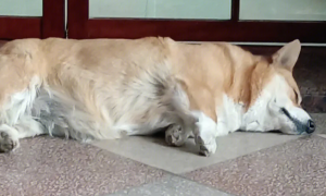 为什么狗狗喜欢躺