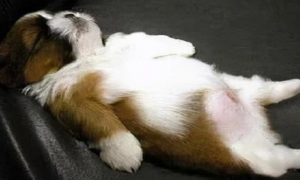 狗狗为什么仰面睡觉呢