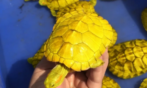 很黄的龟是什么品种图片