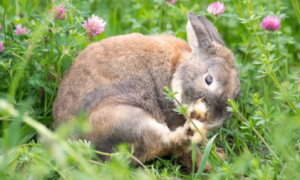 兔子不吃兔粮可以吗