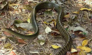 西贡滑鼠蛇是什么蛇