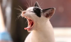 为什么猫咪会张口呼吸呢
