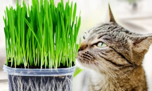猫咪猫草怎么种