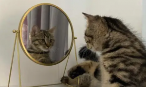 为什么猫咪看到镜子就疯了