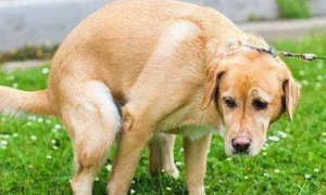 狗狗尿很臭是什么原因
