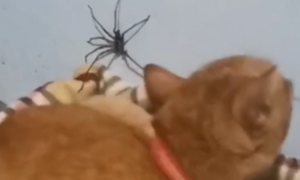 猫吃蜘蛛会中毒吗