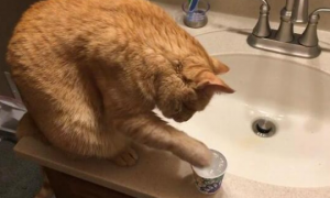 猫身上沾水有问题吗