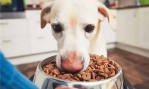 测评狗粮怎么做