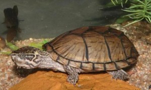 麝香龟品种图鉴