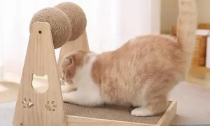 怎么让猫在猫抓板上抓