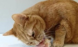 猫咪为什么不吃生鸡腿骨头呢