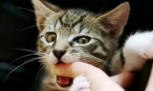 猫咪为什么喜欢逮人手指