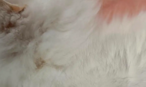 猫咪为什么会皮肤瘙痒呢怎么办