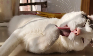 猫咪为什么舌头粗糙呢