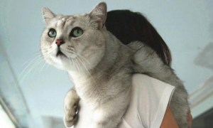 为什么猫咪会抱主人脖子