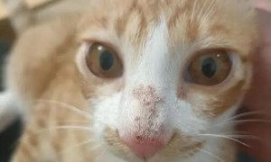 猫咪鼻子烂了是为什么