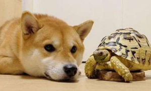 狗和乌龟共同特点