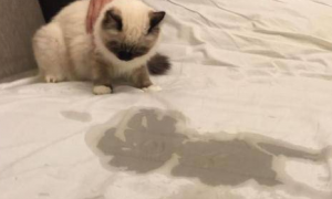 为什么猫咪总在床边尿呢