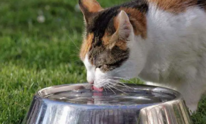 为什么有的猫咪不爱喝水怎么回事