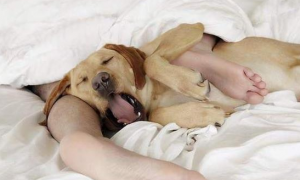 为什么狗狗换床睡了