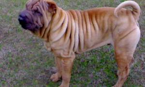 巨型沙皮狗是什么狗