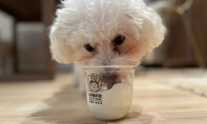 狗子吃酸奶会怎么样