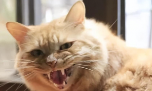 猫咪呲牙但不咬人为什么呢