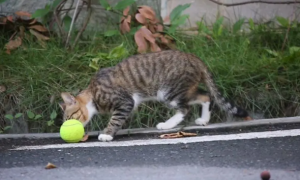 猫咪可以打球吗为什么呢