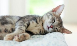 猫咪为什么睡觉不理人呢