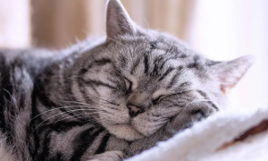 为什么猫咪喜欢缩着手睡