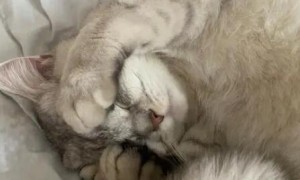 猫咪睡觉哭了是什么原因