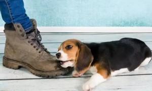 狗为什么喜欢咬鞋子?怎么训练啊