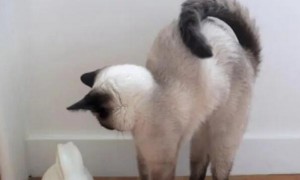 猫咪出门为什么尾巴翘很高呢