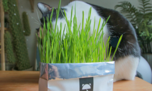 猫草是怎么种的