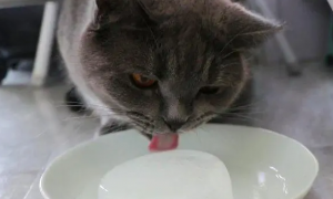 猫咪为什么不能吃冰块呢